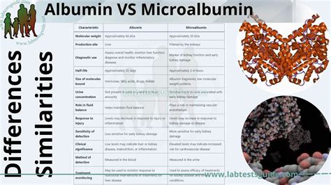 Albumin vs. Microalbumin .
